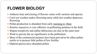 FLOWER BIOLOGY
 Anthesis time and closing of flowers varies with varieties and species
 Cool wet weather makes flowering more while hot weather depresses
flowering
 Pollen production is abundant from early morning to 10am
 Bombus impatiens is very effective in pollinating potatoes in the field
 Stigma receptivity and anther dehiscence are also at the same time
 Wind or gravity has no significance in the pollination
 Most of the commercial potatoes have been proved to be either pollen
sterile or to possess little pollen of low fertility
 Diploid species have abundant pollen
 