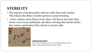 STERILITY
 The majority of modern potato cultivars suffer from male sterility
This reduces the choice of pollen parents in potato breeding
 Some varieties rarely flower at all, others will flower but rarely form
berries even if cross pollinated, and others will drop their berries before
they mature, particularly if the climate is not just right
Stained potato pollen
Red (stained) grains are viable and clear grains are not.
Photo: International Potato Center (CIP)
 
