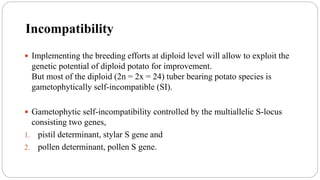 Incompatibility
 Implementing the breeding efforts at diploid level will allow to exploit the
genetic potential of diploid potato for improvement.
But most of the diploid (2n = 2x = 24) tuber bearing potato species is
gametophytically self-incompatible (SI).
 Gametophytic self-incompatibility controlled by the multiallelic S-locus
consisting two genes,
1. pistil determinant, stylar S gene and
2. pollen determinant, pollen S gene.
 