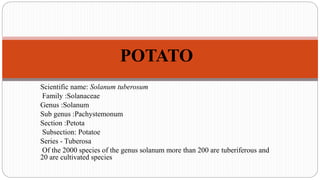 Scientific name: Solanum tuberosum
Family :Solanaceae
Genus :Solanum
Sub genus :Pachystemonum
Section :Petota
Subsection: Potatoe
Series - Tuberosa
Of the 2000 species of the genus solanum more than 200 are tuberiferous and
20 are cultivated species
POTATO
 
