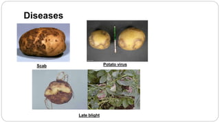 Diseases
Scab
Late blight
Potato virus
 
