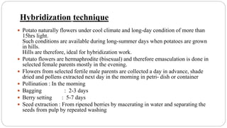 Hybridization technique
 Potato naturally flowers under cool climate and long-day condition of more than
15hrs light.
Such conditions are available during long-summer days when potatoes are grown
in hills.
Hills are therefore, ideal for hybridization work.
 Potato flowers are hermaphrodite (bisexual) and therefore emasculation is done in
selected female parents mostly in the evening.
 Flowers from selected fertile male parents are collected a day in advance, shade
dried and pollens extracted next day in the morning in petri- dish or container
 Pollination : In the morning
 Bagging : 2-3 days
 Berry setting : 5-7 days
 Seed extraction : From ripened berries by macerating in water and separating the
seeds from pulp by repeated washing
 
