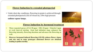 Flower Induction by extended photoperiod
• Under short day conditions, flowering in potato is achieved through
extended photoperiod (LD) of 6 hours by 250w high pressure
sodium vapour lamps.
• Three repeated sprays of GA 50 ppm + IBA 10 ppm + Kinetin 2 ppm
at week interval starting from bud initiation stage enhances the
flowering intensity, flowering duration and advances the flowering as
well.
• However hormonal induced flowering (LD+H) reduces flower vigour
and size and in some genotypes abnormal flowers are obtained
leading to pollen sterility
Flower Induction by hormonal treatment
 