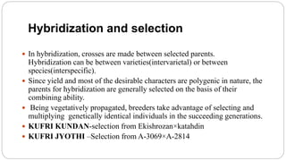 Hybridization and selection
 In hybridization, crosses are made between selected parents.
Hybridization can be between varieties(intervarietal) or between
species(interspecific).
 Since yield and most of the desirable characters are polygenic in nature, the
parents for hybridization are generally selected on the basis of their
combining ability.
 Being vegetatively propagated, breeders take advantage of selecting and
multiplying genetically identical individuals in the succeeding generations.
 KUFRI KUNDAN-selection from Ekishrozan×katahdin
 KUFRI JYOTHI –Selection from A-3069×A-2814
 