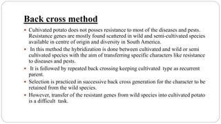 Back cross method
 Cultivated potato does not posses resistance to most of the diseases and pests.
Resistance genes are mostly found scattered in wild and semi-cultivated species
available in centre of origin and diversity in South America.
 In this method the hybridization is done between cultivated and wild or semi
cultivated species with the aim of transferring specific characters like resistance
to diseases and pests.
 It is followed by repeated back crossing keeping cultivated type as recurrent
parent.
 Selection is practiced in successive back cross generation for the character to be
retained from the wild species.
 However, transfer of the resistant genes from wild species into cultivated potato
is a difficult task.
 