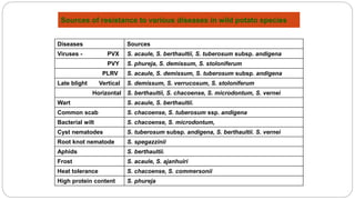 Sources of resistance to various diseases in wild potato species
Diseases Sources
Viruses - PVX S. acaule, S. berthaultii, S. tuberosum subsp. andigena
PVY S. phureja, S. demissum, S. stoloniferum
PLRV S. acaule, S. demissum, S. tuberosum subsp. andigena
Late blight Vertical S. demissum, S. verrucosum, S. stoloniferum
Horizontal S. berthaultii, S. chacoense, S. microdontum, S. vernei
Wart S. acaule, S. berthaultii.
Common scab S. chacoense, S. tuberosum ssp. andigena
Bacterial wilt S. chacoense, S. microdontum,
Cyst nematodes S. tuberosum subsp. andigena, S. berthaultii. S. vernei
Root knot nematode S. spegazzinii
Aphids S. berthaultii.
Frost S. acaule, S. ajanhuiri
Heat tolerance S. chacoense, S. commersonii
High protein content S. phureja
 