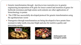  Genetic transformation through Agrobacterium tuminifaciens in genetic
engineering,incorporation of bt gene for insect control and insertion of genes for
herbicide resistance,and high amino acid contents are other applications of
biotechnology in potato
 The CPRI has successfully developed protocol for genetic transformation using
the agrobacterium vector
 Transgenics through transformation are being devoloped to have potato lines
resistant to tuber moth,virus,late blight and also for nutritive quality and
processing quality
Anthocyanin rich
transgenic potato
 