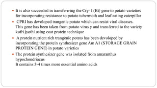  It is also succeeded in transferrring the Cry-1 (Bt) gene to potato varieties
for incorporating resistance to potato tubermoth and leaf eating caterpillar
 CPRI has devoloped trangenic potato which can resist viral diseases.
This gene has been taken from potato virus y and transferred to the variety
kufri jyothi using coat protein technique
 A protein nutrient rich trangenic potato has been devoloped by
incorporating the protein synthesizer gene Am A1 (STORAGE GRAIN
PROTEIN GENE) in potato varieties
 The protein synthesizer gene was isolated from amaranthus
hypochondriacus
It contains 3-4 times more essential amino acids
 