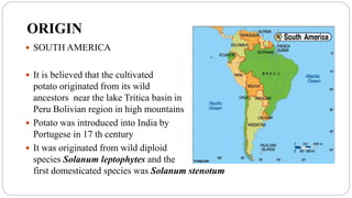 ORIGIN
 SOUTH AMERICA
 It is believed that the cultivated
potato originated from its wild
ancestors near the lake Tritica basin in
Peru Bolivian region in high mountains
 Potato was introduced into India by
Portugese in 17 th century
 It was originated from wild diploid
species Solanum leptophytes and the
first domesticated species was Solanum stenotum
 