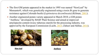  The first GM potato appeared in the market in 1995 was named “NewLeaf” by
Monsanto®, which was genetically engineered using a toxin Bt gene to generate
resistance against Colorado beetle (Leptinotarsa decemlineata) (Kilman, 2001).
 Another engineered potato variety appeared in March 2010; a GM potato
“Amflora,” developed by BASF Plant Science and aimed at improved
amylopectin content (waxy tuberous starch) for the processing industry, was
approved by the European Commission (Lucht, 2015; Zaheer and Akhtar, 2016).
New leaf Amflora
 