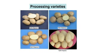 Processing varieties
Kufri Frysona
 