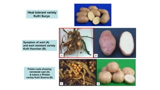 Symptom of wart (A)
and wart resistant variety
Kufri Kanchan (B)
Potato roots showing
nematode cyst (A)
& tubers o fPotato
variety Kufri Swarna (B)
Heat tolerant variety
Kufri Surya
 