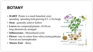 BOTANY
 HABIT :Potato is a much branched ,erect
spreading spreading herb,growing 0.5 -1.5m height
 Stem - generally solid or hollow
 Leaves are compound,pinnate ,10-20 cm
long alternatively arranged
 Inflorescence - Monochasial cyme
 Flower: vary in colour from white,creamy,pink,purple
Flowers are hermophrodite
 Mature fruit - Berry
 