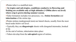 Potato tuber is a modified stem
 In tropics and sub-tropics, conditions conducive to flowering and
fruiting are available only at high altitudes (>1500m above sea level)
where crop is grown during summer season.
Tuber formation includes two processes, viz., Stolon formation and
tuberization of the stolon tips.
Potato stolons (underground stem) are lateral shoots, usually from the most
basal nodes below soil level.
• Typically they are diageotropic shoots with elongated internodes, hooked
at tip.
At the end of stolons, tuberisation takes place
• Tubers develop from the sub-apical region of stolons.
 
