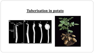 Tuberisation in potato
 