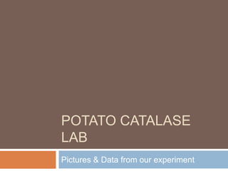 Potato Catalase Lab Pictures & Data from our experiment 