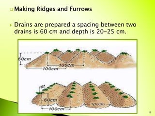 Between Potato Ridges Potato cultivation | PPTX