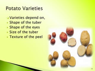  Varieties depend on,
 Shape of the tuber
 Shape of the eyes
 Size of the tuber
 Texture of the peel
12
 