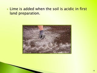  Lime is added when the soil is acidic in first
land preparation.
18
 