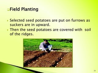 Field Planting
 Selected seed potatoes are put on furrows as
suckers are in upward.
 Then the seed potatoes are covered...