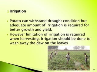  Irrigation
 Potato can withstand drought condition but
adequate amount of irrigation is required for
better growth and ...