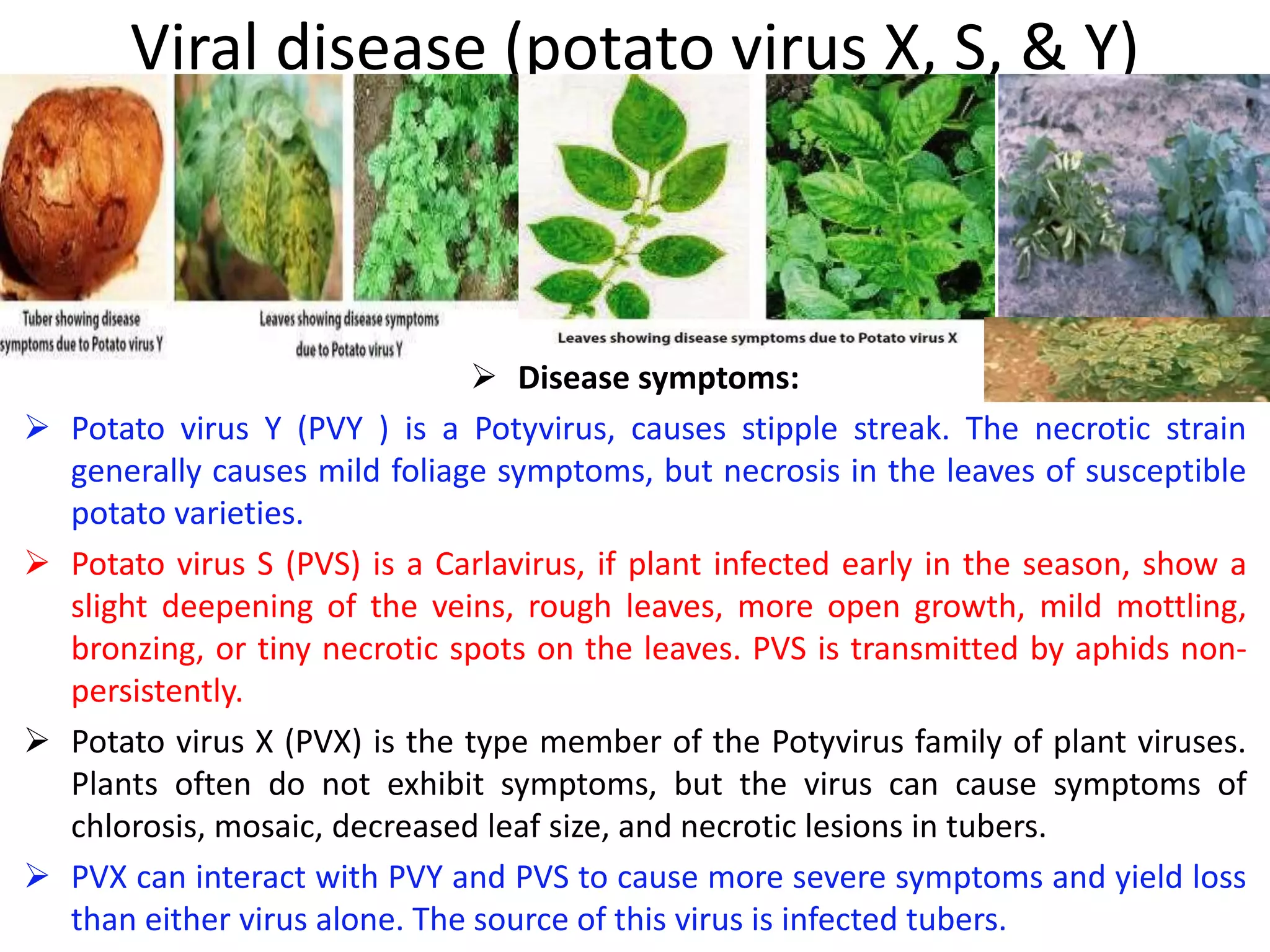 POTATO Diseases 2020 pptx