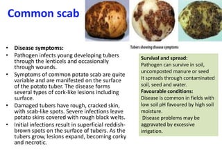 POTATO diseases 2020.pptx