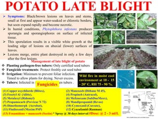 POTATO LATE BLIGHT
 Symptoms: Black/brown lesions on leaves and stems,
small at first and appear water-soaked or chlorotic borders,
but soon expand rapidly and become necrotic.
 In humid conditions, Phytophthora infestans produces
sporangia and sporangiophores on surface of infected
tissue.
 This sporulation results in a visible white growth at the
leading edge of lesions on abaxial (lower) surfaces of
leaves.
 Lesions merge, entire plant destroyed in only a few days
after the first lesions.
Management of late blight of potato
 Planting pathogen-free tubers: Only certified seed tubers
 Fungicide treatments: Protect freshly cut seed tuber
 Irrigation: Minimum to prevent foliar infection.
Timed to allow plants for drying. Never excess.
 Tubers: Infected in field, discard rotten tubers .
(1) Copper oxychliorde (Blitox), (2) Mancozeb (Dithane M 45),
(3) Fosetyl Al (Alitte), (4) Propineb (Antracol),
(5) Metalaxyl (Ridomyl) (6) Mefenoxam (SubDueMaxx),
(7) Propamocarb (Previcur N 72) (8) Mandipropamid (Revus)
(9) Dimethomorph (Acrobat), (10) Cymoxanil (Curzate),
(11) Fludioxonil (Maxim PSP) (12) Cyazafamid (Ranman)
(13) Fenamidone + mancozeb (Sectin) * Spray @ 30 days interval #Dose: @ 2 - 3 ml/L
Fungicides
Wild fire in moist cool
environment at 10 - 15
- 20° C, RH 75 - 90 %.
 