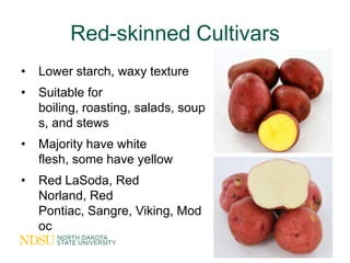 Red-skinned Cultivars
•   Lower starch, waxy texture
•   Suitable for
    boiling, roasting, salads, soup
    s, and stews...