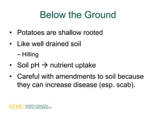 Below the Ground
• Potatoes are shallow rooted
• Like well drained soil
  – Hilling
• Soil pH  nutrient uptake
• Careful ...