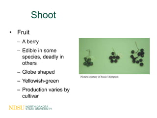Shoot
• Fruit
  – A berry
  – Edible in some
    species, deadly in
    others
  – Globe shaped
                          ...