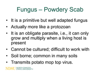 Fungus – Powdery Scab
• It is a primitive but well adapted fungus
• Actually more like a protozoan
• It is an obligate par...