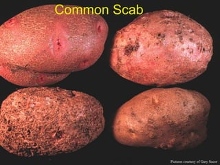Common Scab




              Pictures courtesy of Gary Secor
 