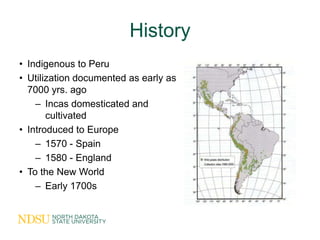 History
• Indigenous to Peru
• Utilization documented as early as
  7000 yrs. ago
    – Incas domesticated and
       cult...
