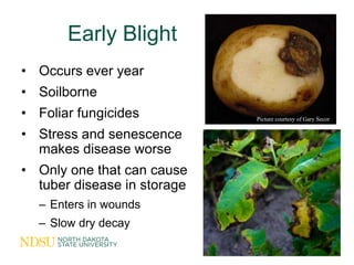 Early Blight
• Occurs ever year
• Soilborne
• Foliar fungicides          Picture courtesy of Gary Secor

• Stress and sene...