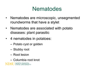 Nematodes
• Nematodes are microscopic, unsegmented
  roundworms that have a stylet
• Nematodes are associated with potato
...