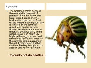 Potato insects A Lecture By Allah Dad Khan Provincial Coordinator IPM ...