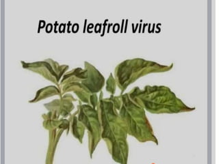 potato leaf roll virus.pptx