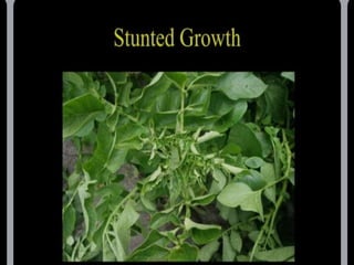 potato leaf roll virus.pptx