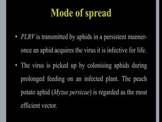 potato leaf roll virus.pptx