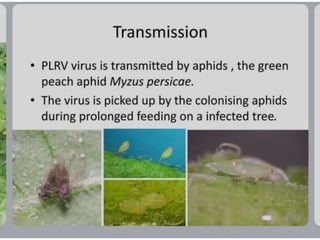 potato leaf roll virus.pptx