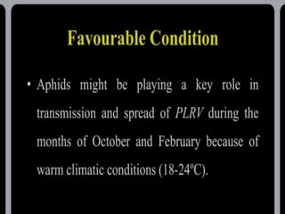potato leaf roll virus.pptx