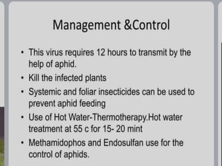 potato leaf roll virus.pptx