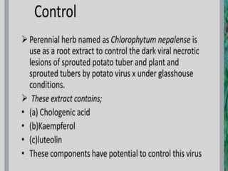potato leaf roll virus.pptx