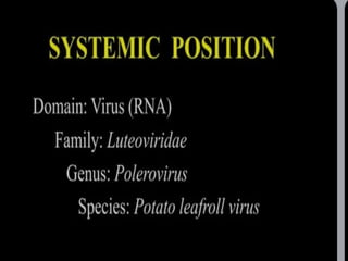 potato leaf roll virus.pptx