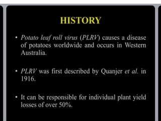 potato leaf roll virus.pptx