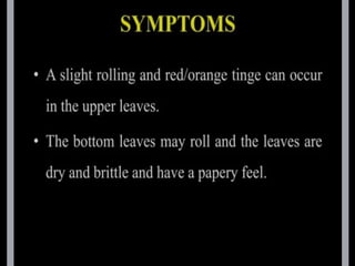 potato leaf roll virus.pptx