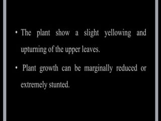 potato leaf roll virus.pptx