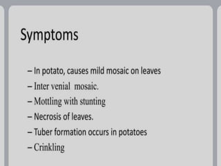 potato leaf roll virus.pptx