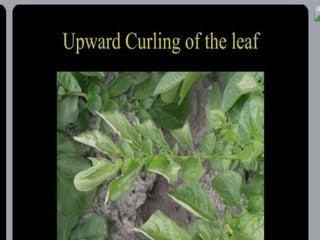potato leaf roll virus.pptx
